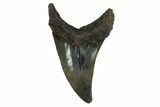 Rare, Fossil Mackerel Shark (Parotodus) Tooth - Georgia #158744-1